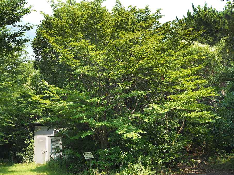 植物遷移